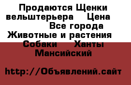 Продаются Щенки вельштерьера  › Цена ­ 27 000 - Все города Животные и растения » Собаки   . Ханты-Мансийский